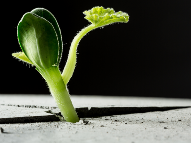 From Newcomer to New Career: 5 Tips for Success