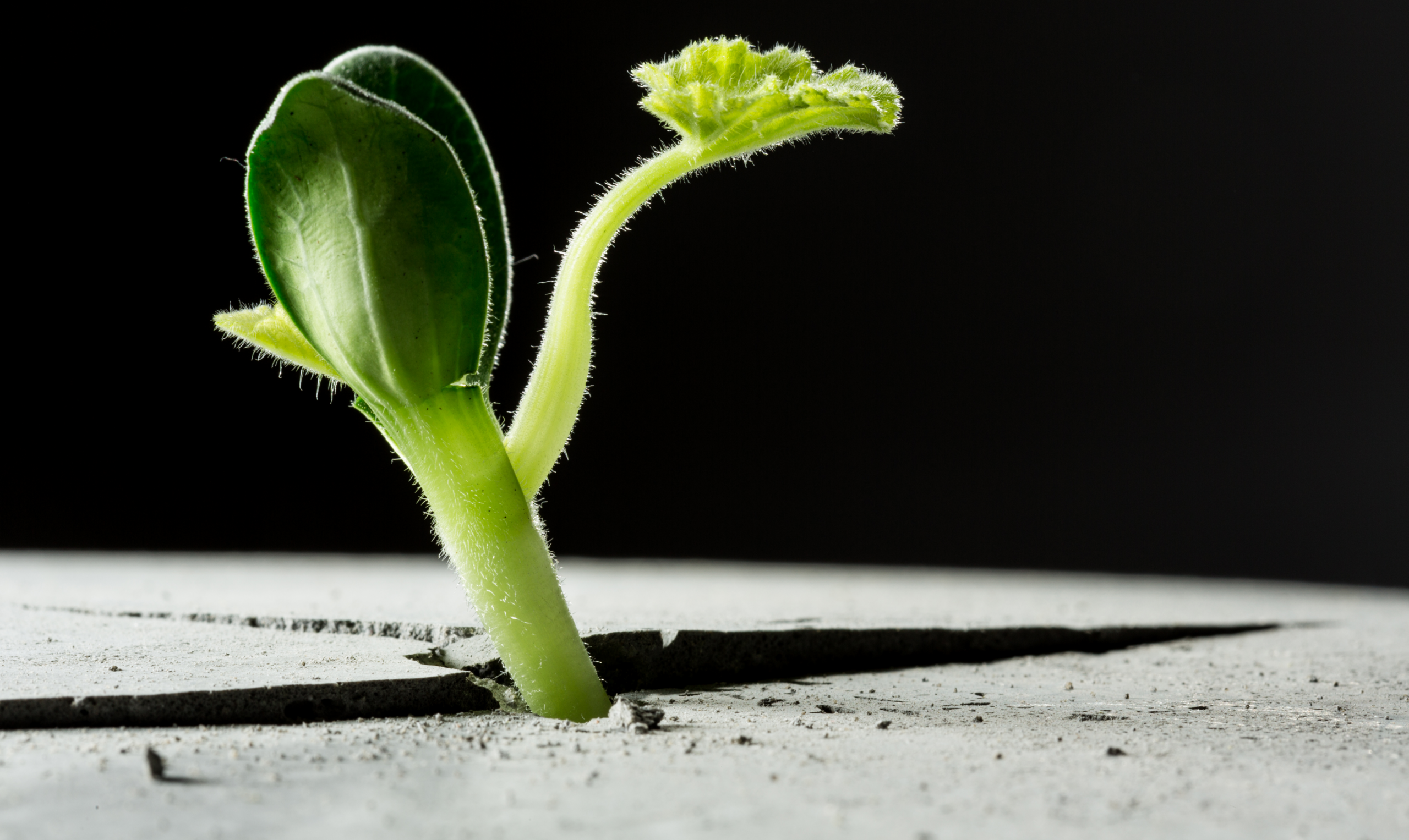 From Newcomer to New Career: 5 Tips for Success